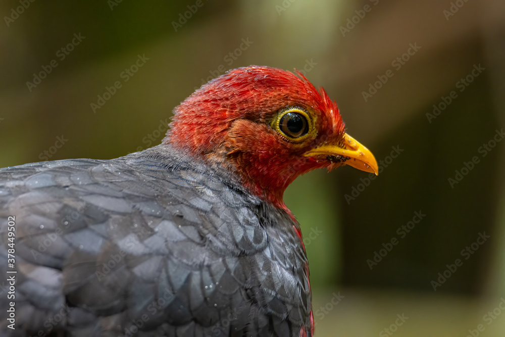 Nature wildlife image bird of crimson-headed partridge It is endemic to the island of Borneo Nature wildlife image bird of crimson-headed partridge It is endemic to the island of Borneo