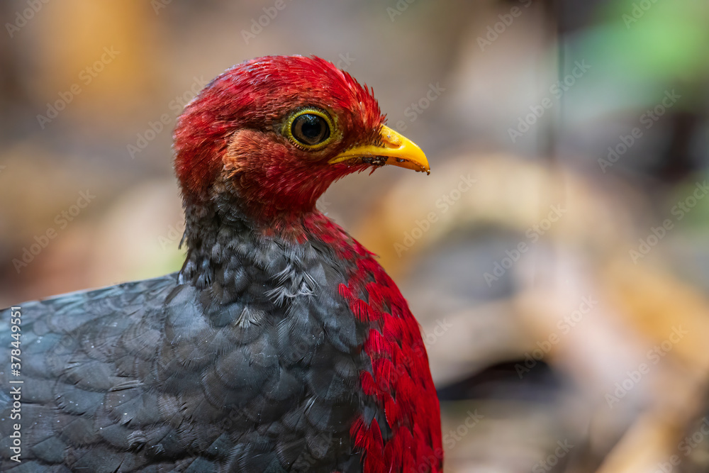 Nature wildlife image bird of crimson-headed partridge It is endemic to the island of Borneo Nature wildlife image bird of crimson-headed partridge It is endemic to the island of Borneo