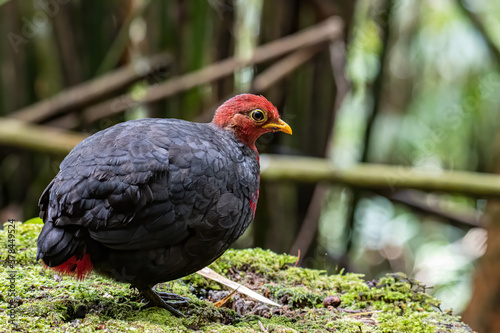 Wallpaper Mural Nature wildlife image bird of crimson-headed partridge It is endemic to the island of Borneo Torontodigital.ca