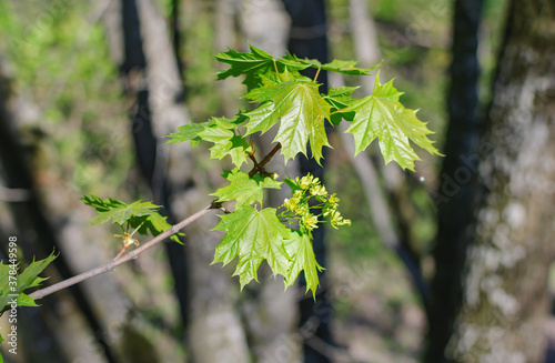 maple green leaves on a delicate twig, warm spring day