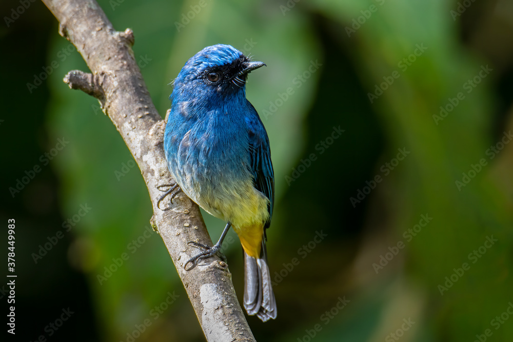 Beautiful blue color bird known as Rufous Vented Flycatcher perched on a tree branch at nature habits in Sabah, Borneo