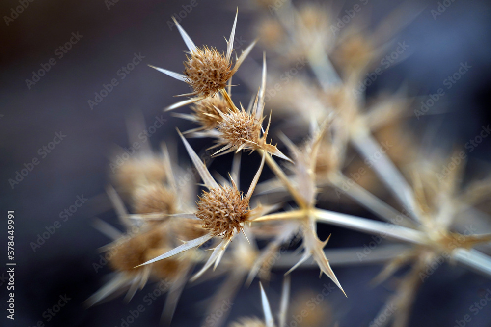 Thistle dry detail
