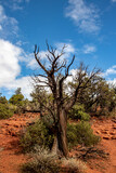 Tree without any leaves in the harsh desert landscape, Sedona, AZ, USA