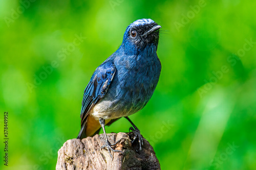 Beautiful blue color bird known as Rufous Vented Flycatcher perched on a tree branch at nature habits in Sabah, Borneo