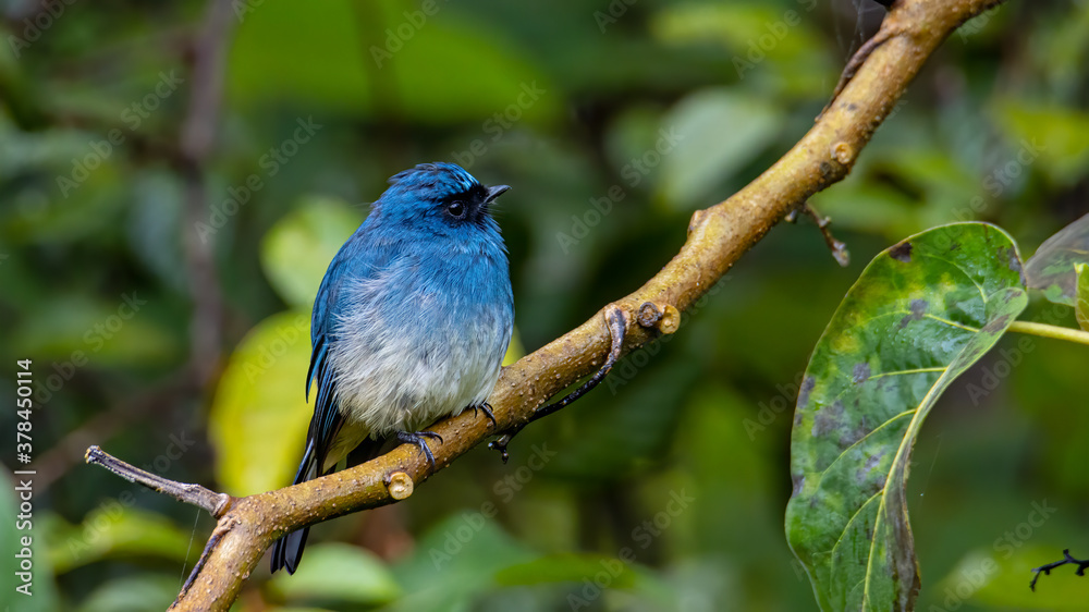 Beautiful blue color bird known as Rufous Vented Flycatcher perched on a tree branch at nature habits in Sabah, Borneo Beautiful blue color bird known as Rufous Vented Flycatcher perched on a tree branch at nature habits in Sabah, Borneo