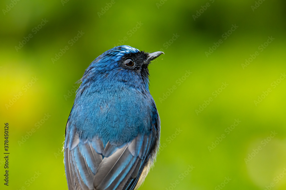 Beautiful blue color bird known as Rufous Vented Flycatcher perched on a tree branch at nature habits in Sabah, Borneo