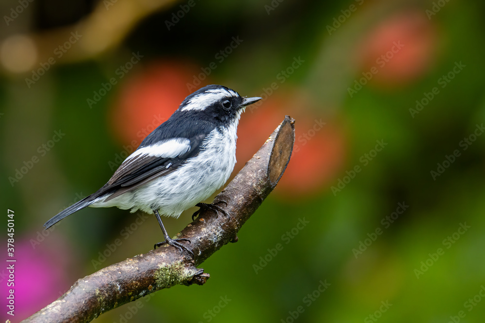 Nature wildlife bird species of Little Pied Flycatcher on perched on a tree branch found in Borneo, Sabah,Malaysia with nature wildlife background Nature wildlife bird species of Little Pied Flycatcher on perched on a tree branch found in Borneo, Sabah,Malaysia with nature wildlife background