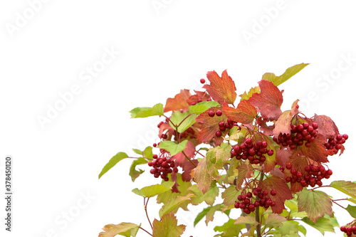 Cranberry bush on a white background.