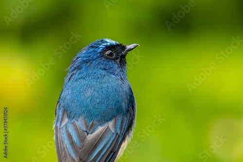 Beautiful blue color bird known as Rufous Vented Flycatcher perched on a tree branch at nature habits in Sabah, Borneo © alenthien