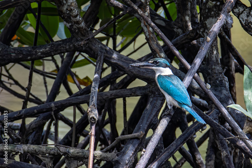 Collared kingfisher (Todiramphus chloris) a common bird which could be find in mangrove forest,river and swamp. photo