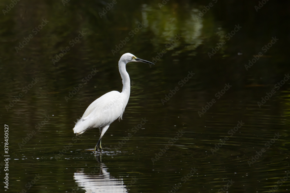Egret bird on wetland center in Kota Kinabalu, Sabah, Malaysia. Cattle egret bird Chilling Egret bird on wetland center in Kota Kinabalu, Sabah, Malaysia. Cattle egret bird Chilling
