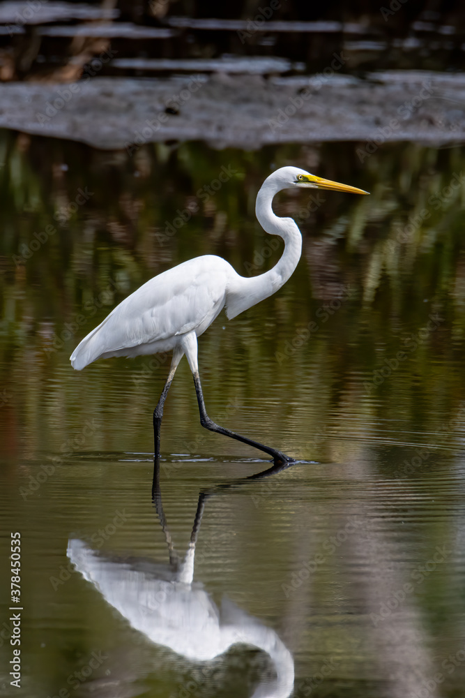 Naklejka premium Egret bird on wetland center in Kota Kinabalu, Sabah, Malaysia. Cattle egret bird Chilling