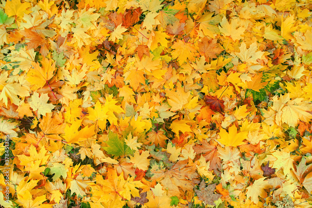 Autumn background with colorful maple leaves. Wide angle view. Maple, red, yellow foliage, indian summer background Autumn background with colorful maple leaves. Wide angle view. Maple, red, yellow foliage, indian summer background