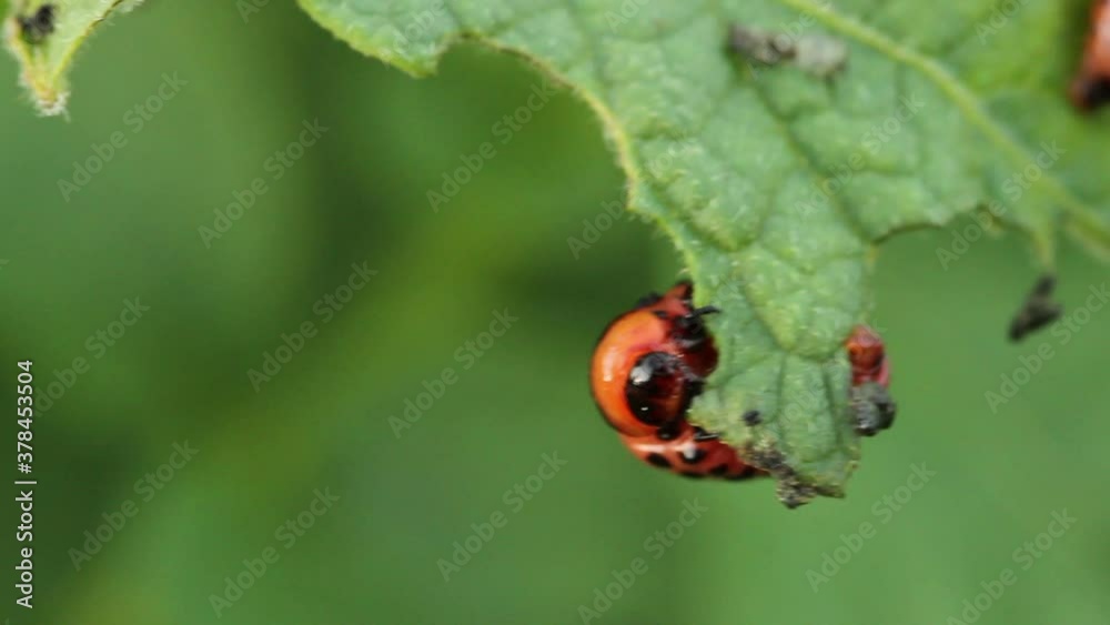 Colorado potato beetle larva on potato leaves. macro shooting Colorado potato beetle larva on potato leaves. macro shooting
