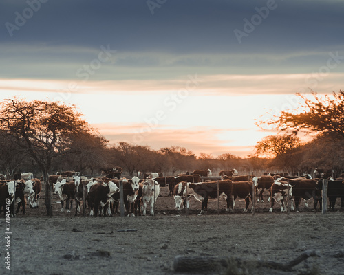 Cows in the stable with a beautiful sunset in the background. photo