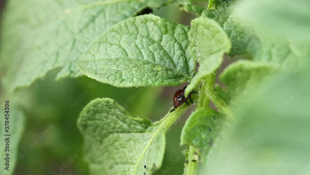 Colorado potato beetle larva on potato leaves. macro shooting Colorado potato beetle larva on potato leaves. macro shooting