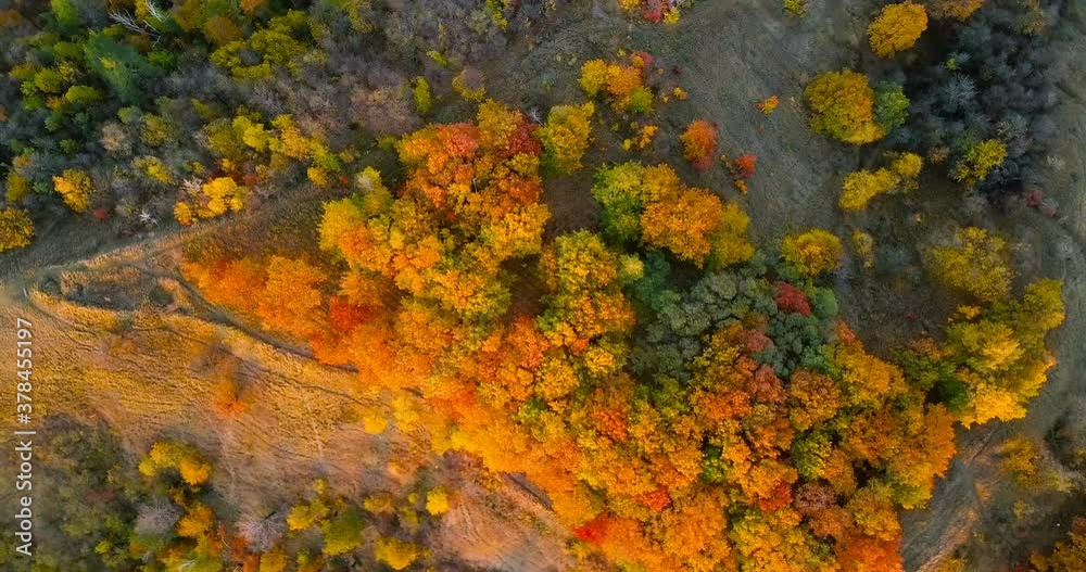 Top view of the autumn deciduous forest at sunset. Oak grove at autumn. Top view of the autumn deciduous forest at sunset. Oak grove at autumn.