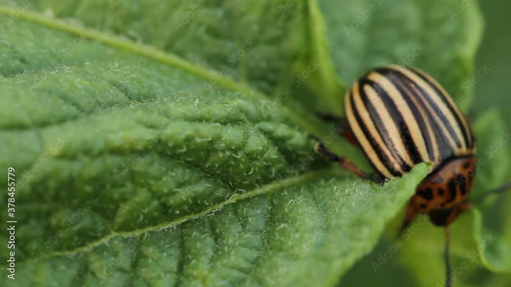 colorado potato beetle sitting on a green leaf of a potato bush colorado potato beetle sitting on a green leaf of a potato bush