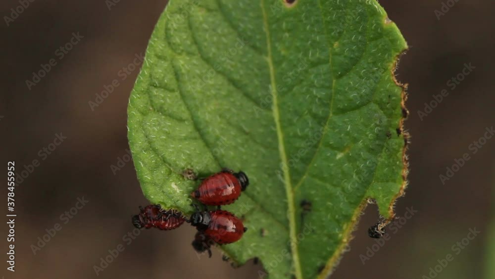 Colorado potato beetle larva on potato leaves. macro shooting Colorado potato beetle larva on potato leaves. macro shooting