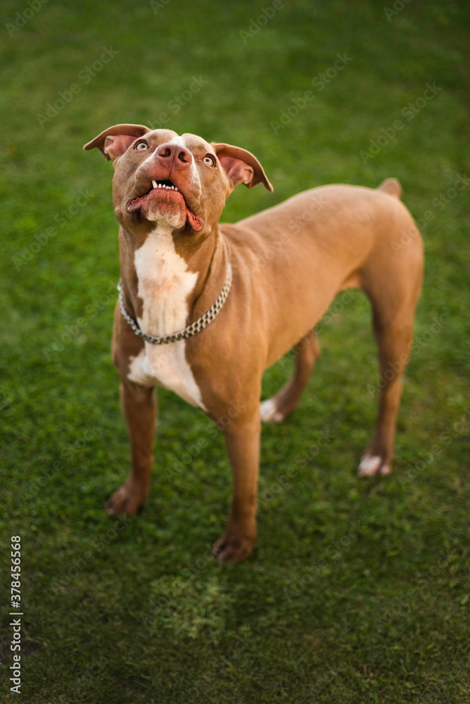 Dog standing on grass, American staffordshire terrier, amstaff. Dog looking up