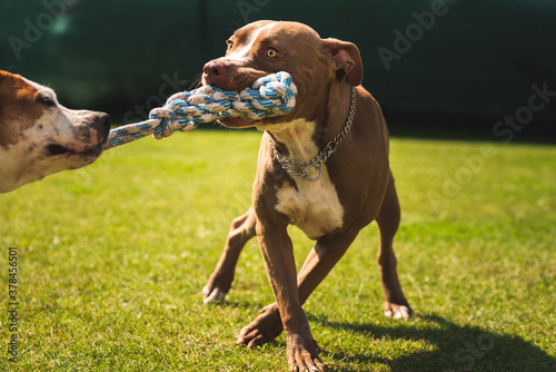 Photography Two dogs amstaff terrier playing tug of war outside