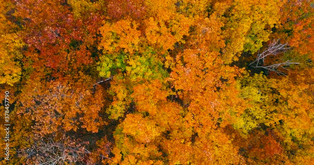 Aerial view. Directly above the deciduous forest in autumn. Northern red oak grove at autumn. Low Aerial view. Directly above the deciduous forest in autumn. Northern red oak grove at autumn. Low