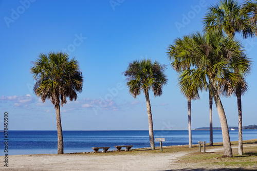 Cumberland Island  Georgia  USA  Palm trees and benches on the shore.