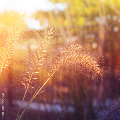 Autumn background with grass and sunset.