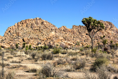 Joshua Tree Mountain Landscape © Mark