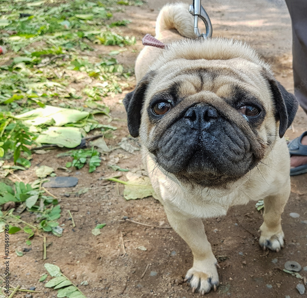sick pet pug attached to a harness