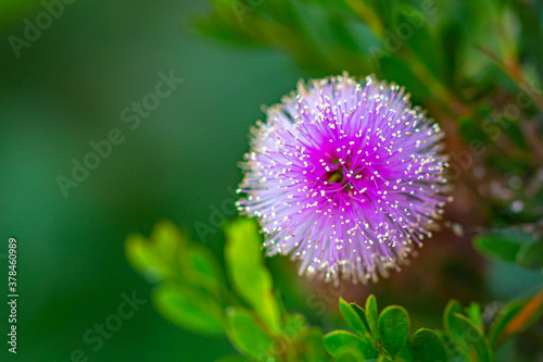 Pink Melaleuca Flower from the Garden