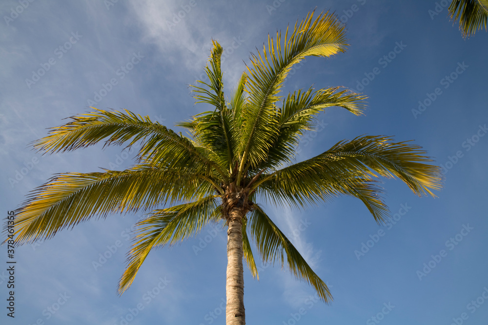 Palm Tree, Little Cayman Island