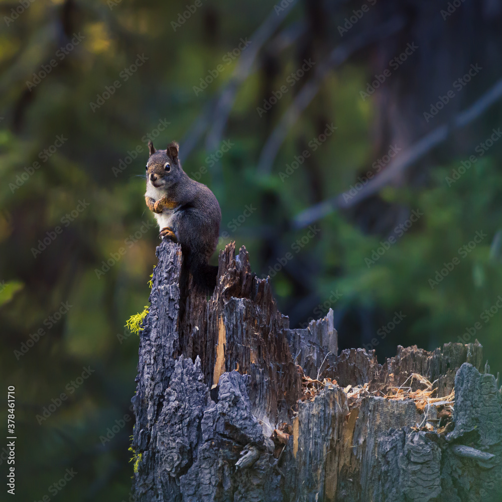Obraz premium Squirrel on a Tree