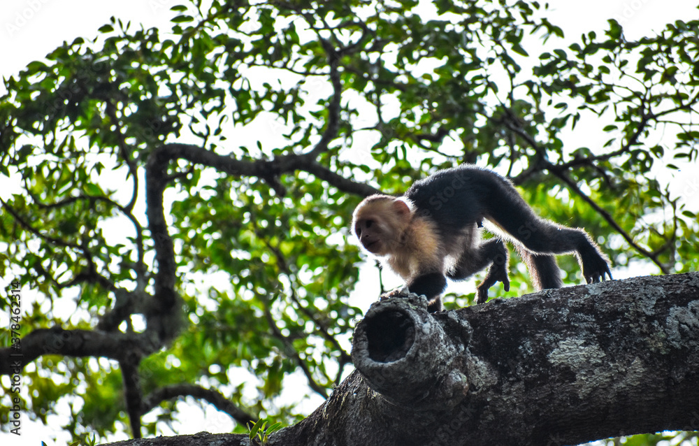 Obraz premium White-faced monkey 