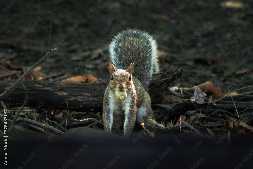 Obraz premium A close up image of a common gray squirrel with bushy tail and with an acorn nut in its mouth looking towards the camera as it stands on all four legs in the woods.