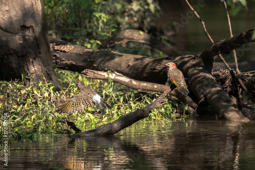 Incredible wildlife photograph of pair of northern flicker woodpecker birds with one sitting on the end of a branch in the river as the other takes off splashing water droplets in the air as it flies.