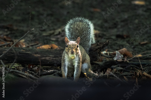A close up image of a common gray squirrel with bushy tail and with an acorn nut in its mouth looking towards the camera as it stands on all four legs in the woods.