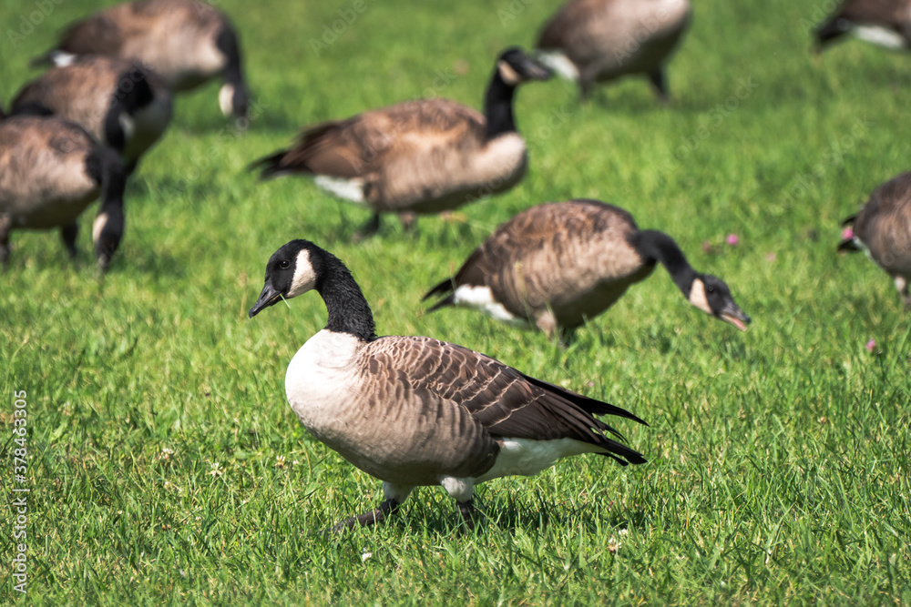 A close up of a flock of migratory wild Canadian geese foraging in a green lush grassy area of a public park. A close up of a flock of migratory wild Canadian geese foraging in a green lush grassy area of a public park.