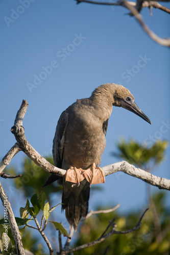 Red-Footed Booby, Cayman Islands