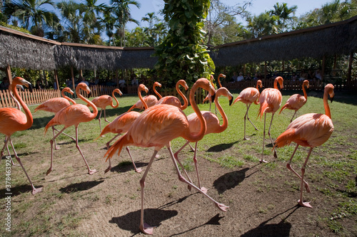 Caribbean Flamingos, Nassau, Bahamas