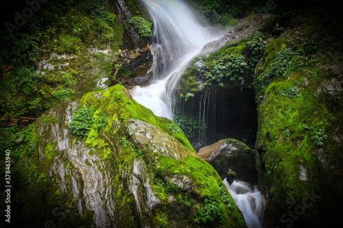 Fototapeta Naklejka Na Ścianę i Meble -  a natural waterfall in hills of sikkim, india in between forest vegetation with captured with slow shutter speed