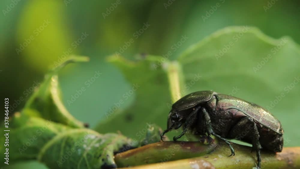 beetle Rose chafer moves slowly while sitting on the plant beetle Rose chafer moves slowly while sitting on the plant
