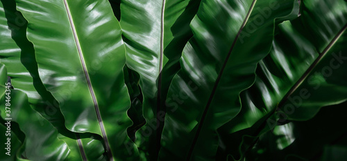 tropical green leaves, leaf texture background