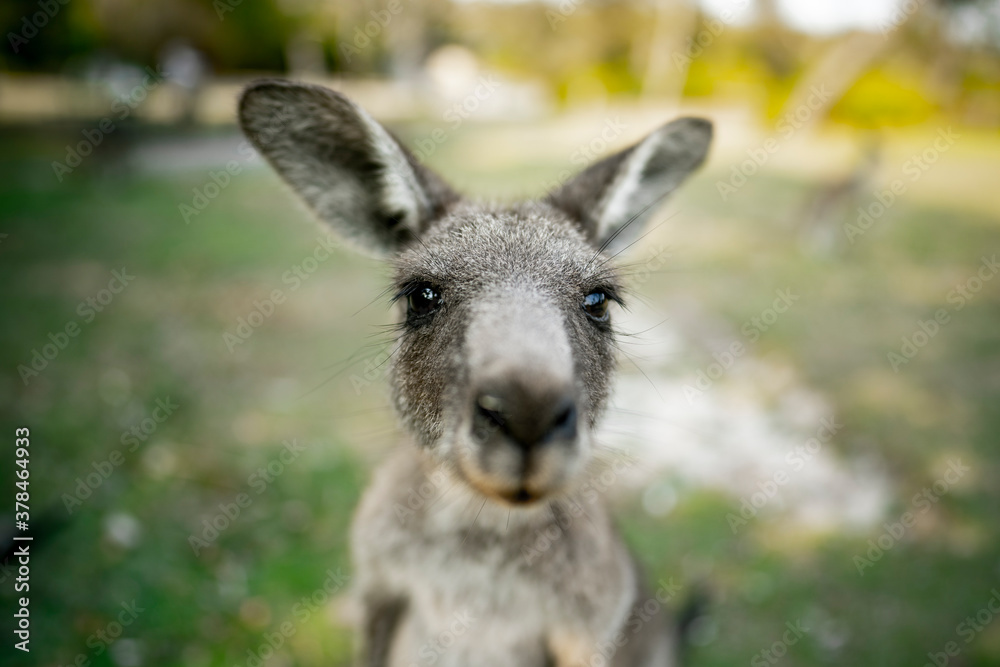 Close up of a Kangaroo looking directly at the camera