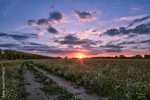 Sunset in a village with a blooming buckwheat field. A road passing through the field.