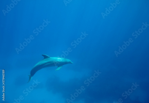 Bottlenose Dolphin at UNEXSO  Grand Bahama Island  Bahamas