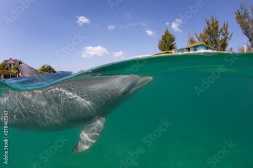 Photos Bottlenose Dolphin, Grand Bahama Island, Bahamas