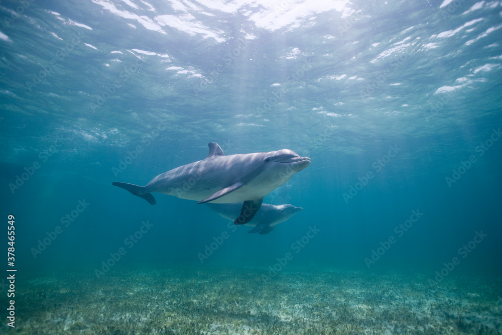 Fototapeta premium Bottlenose Dolphins, Grand Bahama Island, Bahamas
