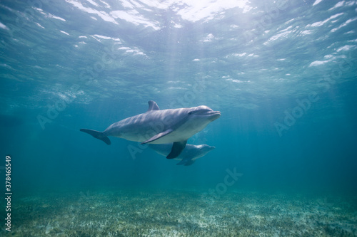 Print op canvas Bottlenose Dolphins, Grand Bahama Island, Bahamas