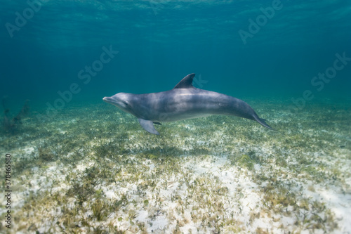 Bottlenose Dolphin, Grand Bahama Island, Bahamas